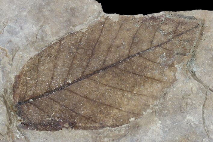 Unidentified Fossil Leaf - Nebraska #119343